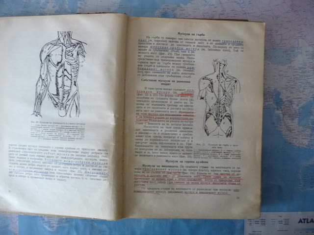 Анатомия и физиология на човека Тошо Гоцев двигателен апарат кръвоносна система - снимка 3