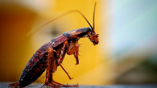 Саниста ВИП СС ООД