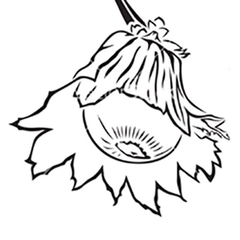 Овощен разсадник Кабуров