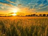Купувам ЗЕМЕДЕЛСКА ЗЕМЯ всички землища в Община Царево