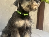 Minitaure Schnauzer