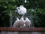 Бели гълъби за сватби и абитуриентски балове