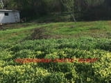 Дворно място /парцел/ в село Джулюница