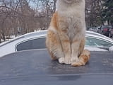Почистване и Изхвърляне на Стари Вещи в София