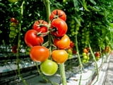Работа във Великобритания