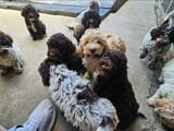 Lagoto Romagnola puppies available..
